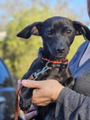 adoptable Dog in , RI named Daisy Darling in LA