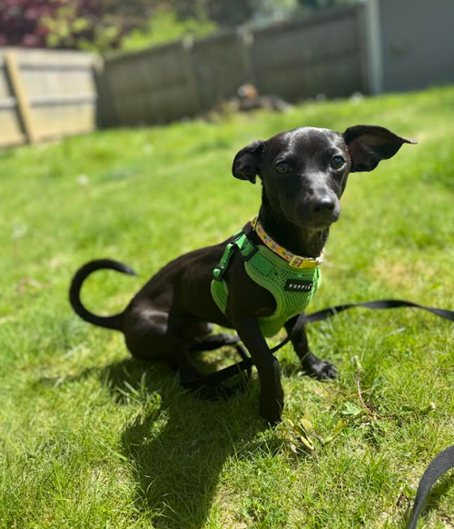 picture of the dog needing adoption