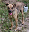 adoptable Dog in , RI named Brandon in LA
