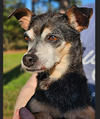 adoptable Dog in  named Roger Dodger in LA