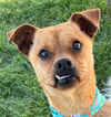 adoptable Dog in , RI named Avery in TX