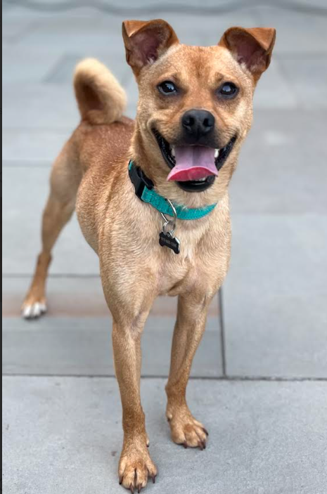adoptable Dog in Cranston, RI named Avery in RI