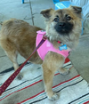 adoptable Dog in  named Reyna in TN