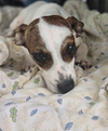 adoptable Dog in , RI named Bonnie in LA