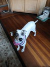 adoptable Dog in  named Bonnie in RI
