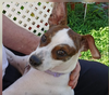 adoptable Dog in , RI named Bonnie in RI