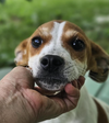 adoptable Dog in , RI named Bishop in LA
