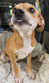 adoptable Dog in , RI named Brucie in LA