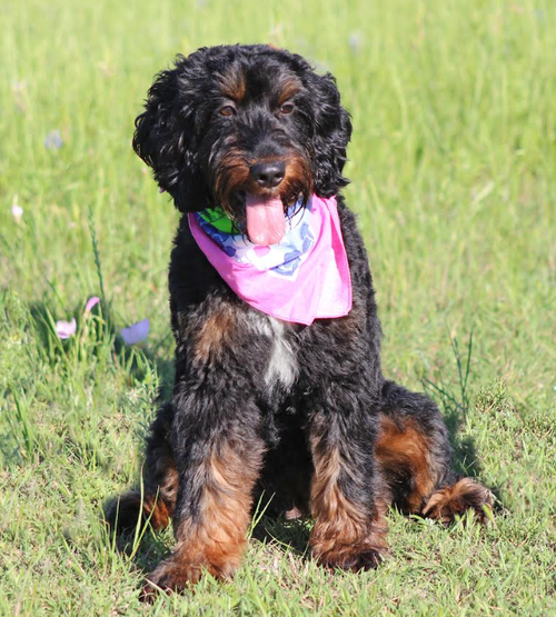 picture of the dog needing adoption