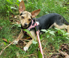 adoptable Dog in , RI named Allie in RI