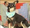 adoptable Dog in , RI named Tilda in TX