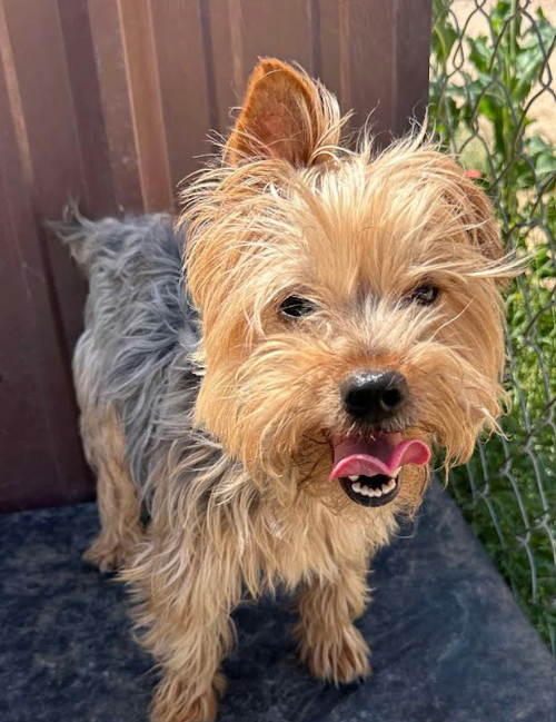 picture of the dog needing adoption