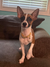 adoptable Dog in , RI named Oraya in RI