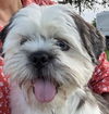 adoptable Dog in  named Quentin in TX