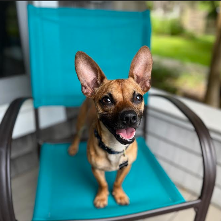 adoptable Dog in Cranston, RI named Ricardo in RI