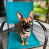 adoptable Dog in , RI named Ricardo in RI