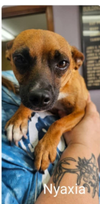 adoptable Dog in , RI named Nyaxia in RI