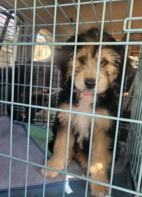 picture of the dog needing adoption