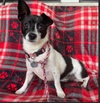 adoptable Dog in , RI named Oreo in TN