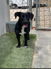 adoptable Dog in , RI named Philadelphia in TX