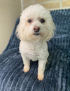 adoptable Dog in  named Belle in TX