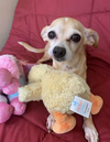 adoptable Dog in , RI named Camila in TX