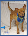 adoptable Dog in , RI named Ayden in TX
