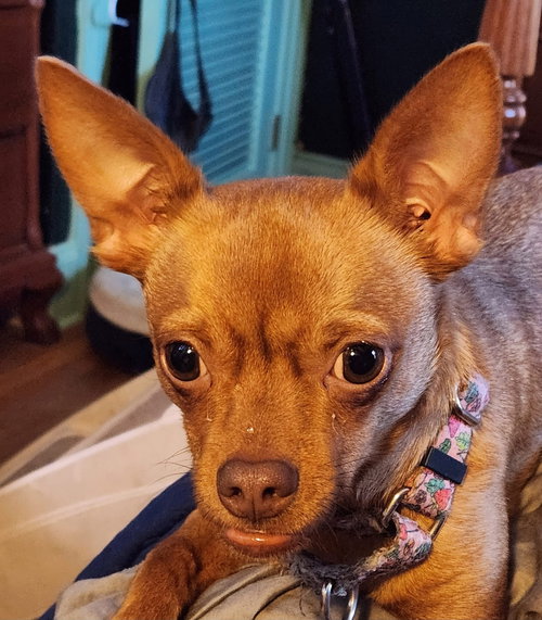 picture of the dog needing adoption