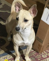 adoptable Dog in  named Sarah in TX