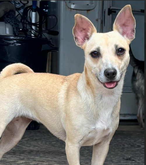 picture of the dog needing adoption