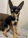 adoptable Dog in , RI named Benjamin in TX
