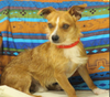 adoptable Dog in  named Shilo in TX