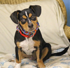 adoptable Dog in  named Brandon in TX