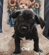 adoptable Dog in Cranston, RI named Che in LA