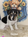adoptable Dog in Cranston, RI named Taylor in LA