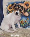 adoptable Dog in Cranston, RI named Baylee in LA