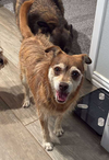 adoptable Dog in  named Lilly in TX