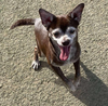 adoptable Dog in  named Edward in TX