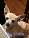 adoptable Dog in Cranston, RI named Ms. Daisy in LA