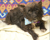 adoptable Dog in  named Scootie in TX