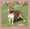 adoptable Dog in  named Korie in TX