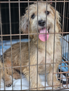 adoptable Dog in  named Butter Beans in LA