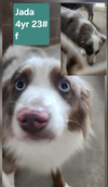 adoptable Dog in  named Jada in LA