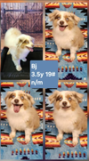 adoptable Dog in  named BJ in LA