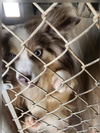 adoptable Dog in  named Toasty in LA
