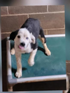 adoptable Dog in  named Rosa in LA