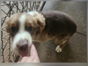 adoptable Dog in  named Taco in LA