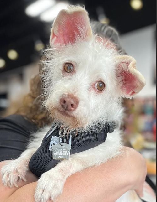 picture of the dog needing adoption