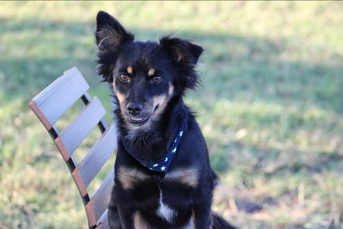 picture of the dog needing adoption