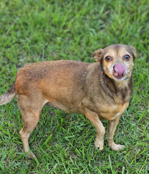 picture of the dog needing adoption
